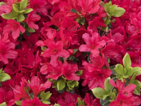 Azalea Girard Crimson Shrubs Sale