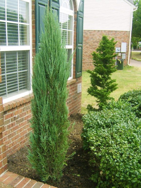 Blue Point Juniper Trees Cheap