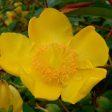 St. Johns Wort Hidcote Shrubs Hot on Sale