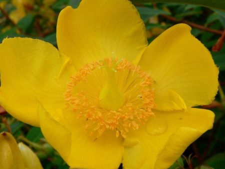 St. Johns Wort Hidcote Shrubs Hot on Sale