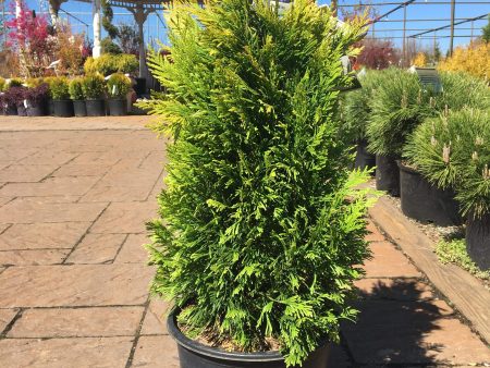 Arborvitae Forever Goldy Trees For Discount