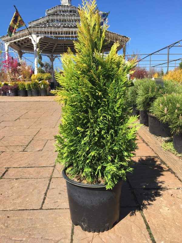 Arborvitae Forever Goldy Trees For Discount