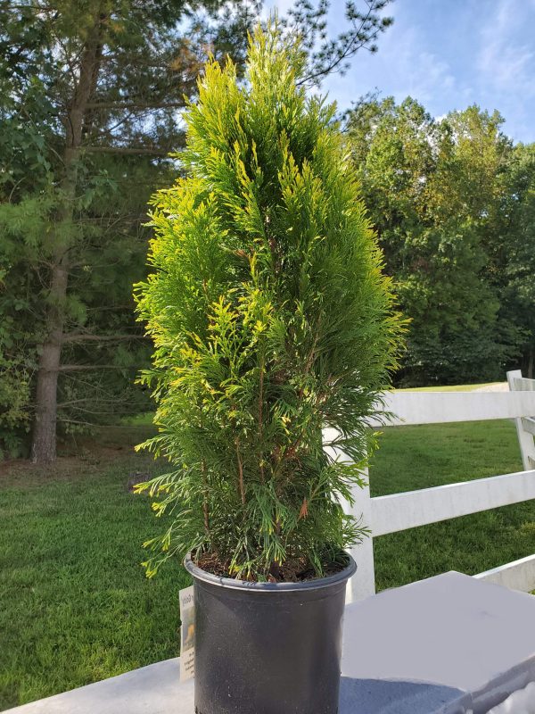 Arborvitae Forever Goldy Trees For Discount