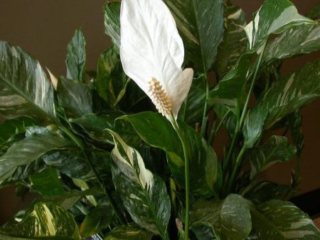 Domino Peace Lily Plants Discount