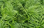 Neanthe Bella Palm Plants Sale