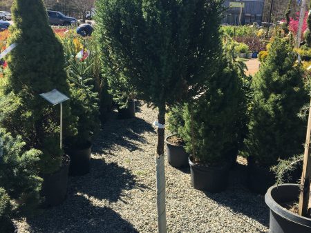 Blue Point Juniper One-Ball Topiary Tree For Cheap