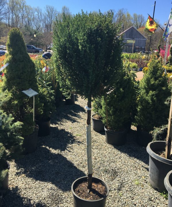 Blue Point Juniper One-Ball Topiary Tree For Cheap