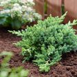 Green Mound Juniper on Sale