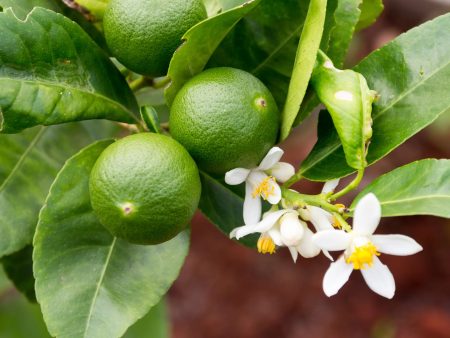 Key Lime Tree (Thornless) Sale