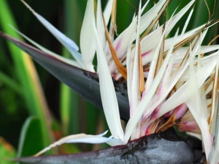 White Bird of Paradise Plants Online Hot Sale