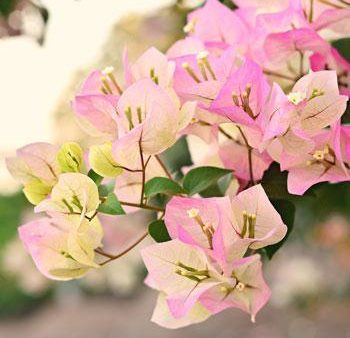 Thai Delight Bougainvillea Supply