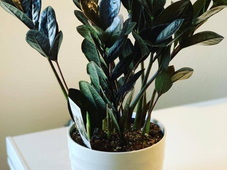 Raven ZZ Plants Supply