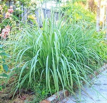 Lemon Grass Plant (Cymbopogon citratus) Online Sale