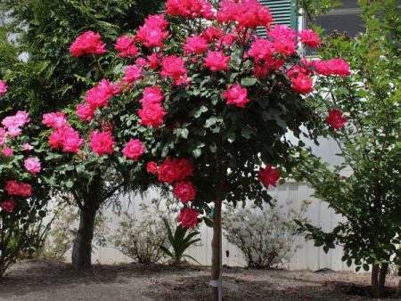 Knock Out® Rose Tree Sale