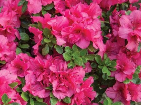 Azalea Floramore Hot Pink Shrubs Supply