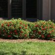 Autumn Fire™ Encore® Azalea Shrub For Sale