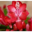 Red Christmas Cactus Fashion