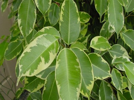 Variegated Ficus benjamina Jacqueline Trees | Braided Trunk Fashion