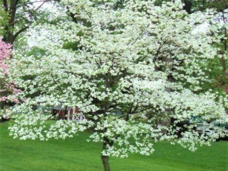 White Flowering Dogwood Tree | Cherokee Princess For Sale