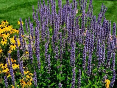 Agastache Blue Fortune on Sale