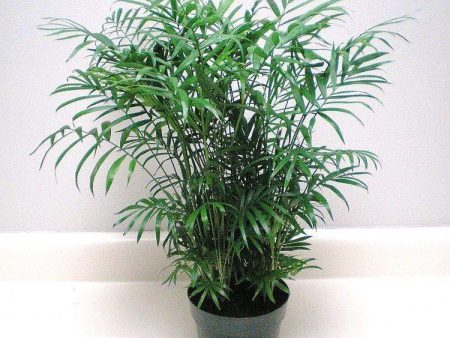 Neanthe Bella Palm Plants Sale