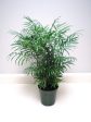 Neanthe Bella Palm Plants Sale