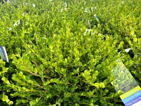 Winter Gem Boxwood Supply