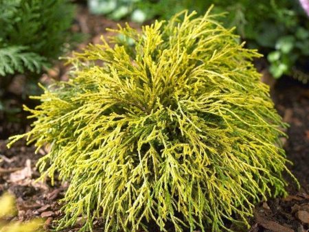 Cypress Gold Thread Shrubs Supply