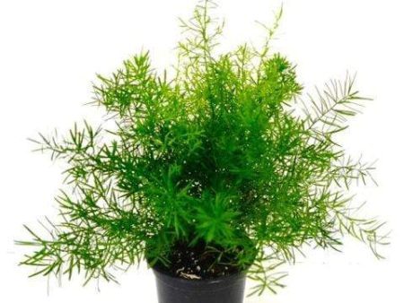 Asparagus Ferns Discount