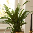 Aglaonema Cutlass Chinese Evergreen Plants Online Sale