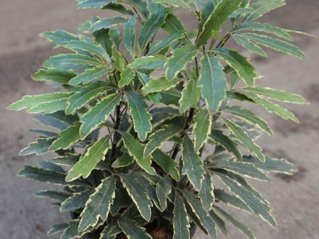 Variegated Aralia Bianca Plants Online