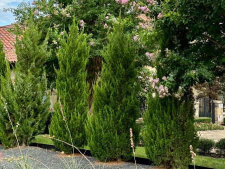 Spartan Juniper For Cheap