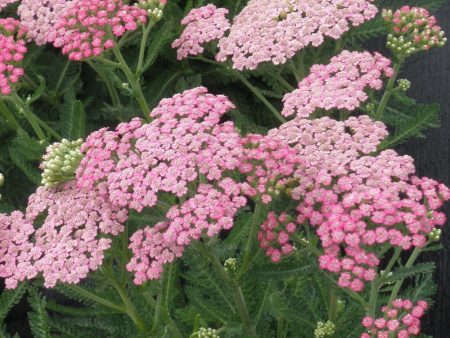 Achillea Pink Grapefruit Sale