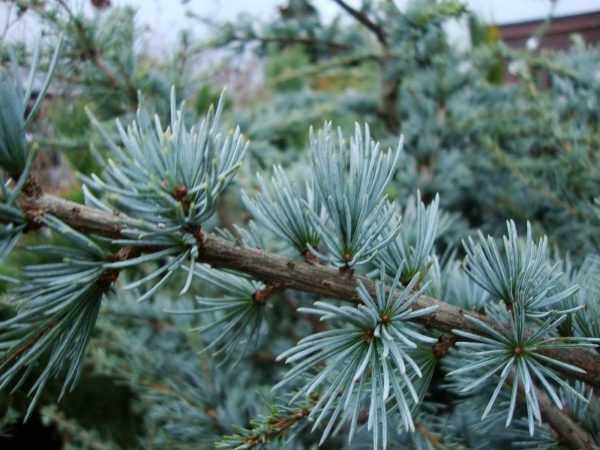 Blue Atlas Cedar Trees Online