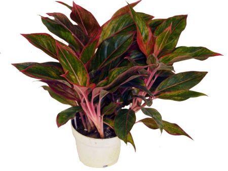 Red Siam Aglaonema Plants Supply