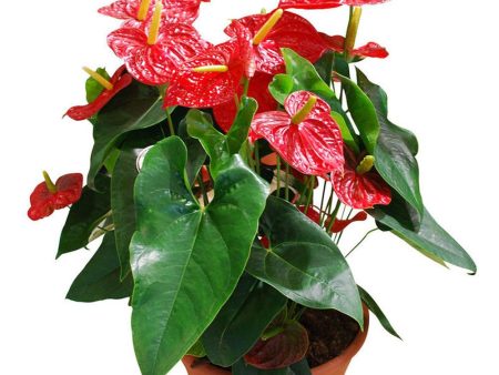 Red Anthurium Plants Online now