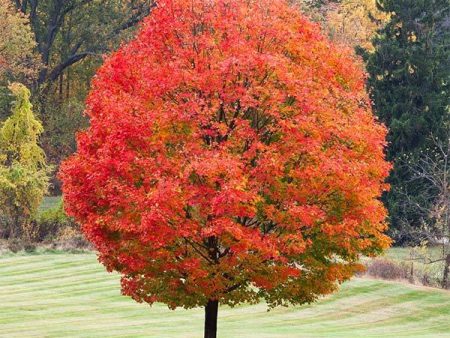 Sugar Maple Tree Discount