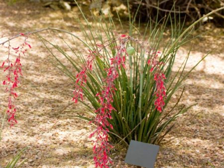 Red Yucca Hot on Sale