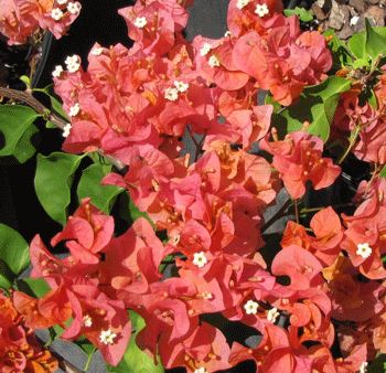 Sundown Orange Bougainvillea Online now