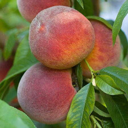 Contender Peach Tree For Sale