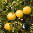 Rio Red Grapefruit Tree Fashion