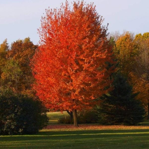 Autumn Blaze Maple Trees Sale