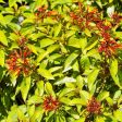 Lime Sizzler™ Firebush Cheap