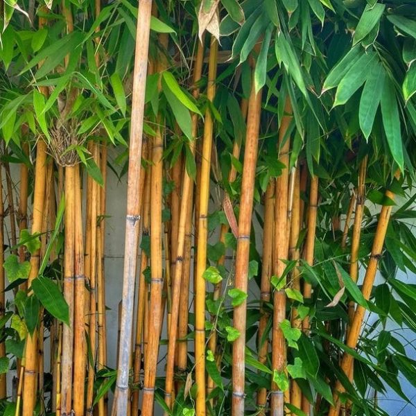 Golden Bamboo Sale