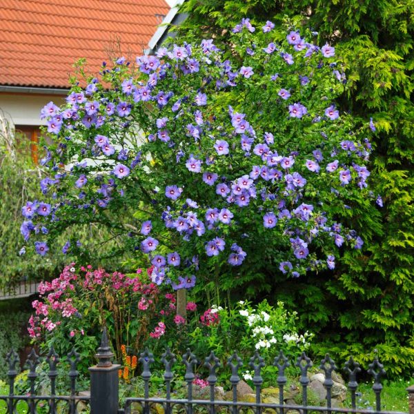 Azurri Blue Satin® Rose of Sharon Althea Tree Online