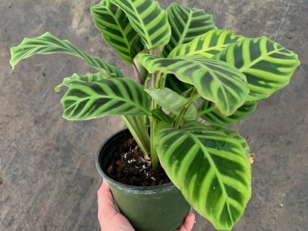 Calathea Zebra Plants Online Hot Sale