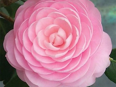 Pink Perfection Camellia Japonica Shrubs Sale