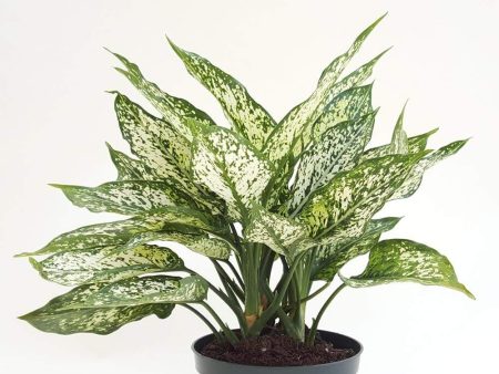 Aglaonema White Dalmation Plants Sale