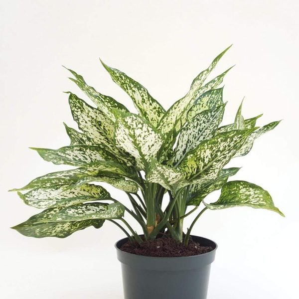 Aglaonema White Dalmation Plants Sale