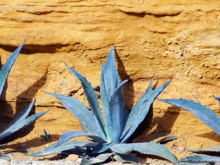 Agave Americana Online now